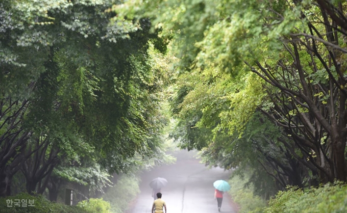 3km 넘는 산책로에 단풍나무가 터널을 이루고 있다.