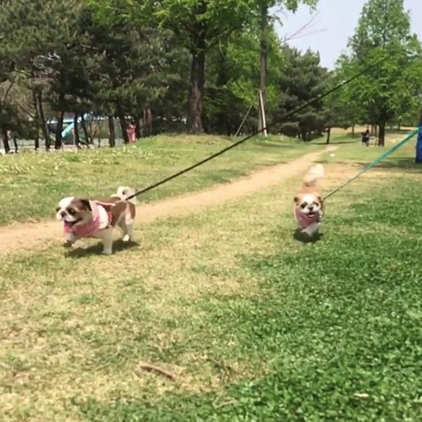 아롱이가 건강했던 시절, 딸 누룽지와 함께 공원을 달리고 있다. 이자인씨 제공