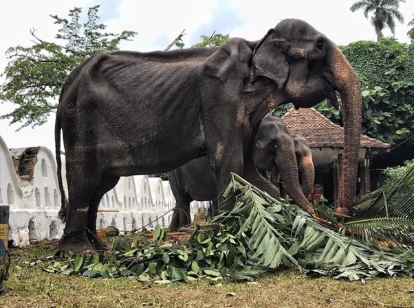 코끼리 구호재단이 공개한 앙상한 뼈대의 코끼리 사진. [ⓒSave Elephant Foundation 페이스북 캡처]