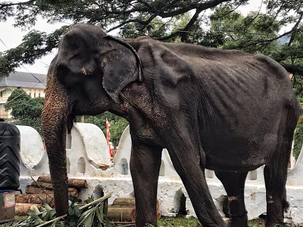 코끼리 구호재단이 공개한 앙상한 뼈대의 코끼리 사진. [ⓒSave Elephant Foundation 페이스북 캡처]