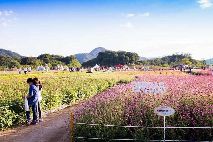 2018 양주 천일홍 축제. 양주시 제공