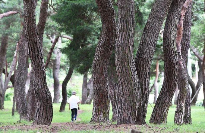 금당실 송림. 구한말 3분의 1 규모로 줄었다지만 마을 숲으로는 여전히 큰 규모다.