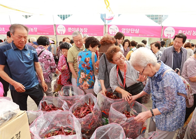 서울시민들이 27일 오전 서울 중구 서울광장에서 열린 2019 영양고추 H.O.T 페스티벌에 참가해 건고추를 둘러보고 있다. 영양군 제공