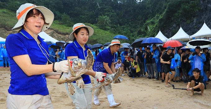 28일 오후 제주 서귀포시 중문 색달해변에서 해양수산부 주최로 열린 '바다거북 방류행사'에서 아쿠아플라넷 관계자들이 인공 증식된 바다거북들을 바다로 돌려보내고 있다. 연합뉴스