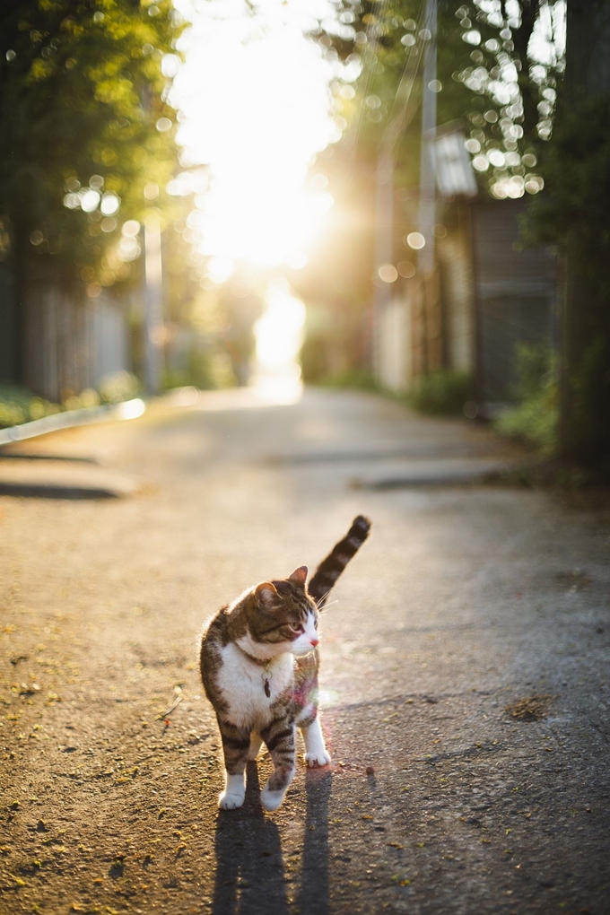 길고양이. 게티이미지뱅크