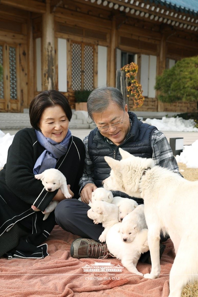 문재인 대통령이 지난해 11월 태어난 풍산개 '곰이'의 새끼 6마리를 쓰다듬고 있다. 청와대 홈페이지