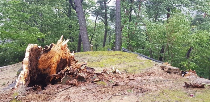 태풍 '링링'에 따른 강풍으로 7일 경남 합천군 해인사 학사대 전나무(천연기념물 제541호)가 부러져 있다. 수령 250여년으로 추정되는 이 전나무는 신라 말 한림학사를 지낸 최치원(崔致遠. 857∼?)이 해인사에 지은 작은 정자인 '학사대'에 꽂은 지팡이가 자란 것이라는 전설을 간직한다. 현재 전나무는 그 손자 손자뻘쯤 되는 나무로 역사성과 문화적 가치가 높고 규모가 커서 2012년 천연기념물로 지정된 바 있다. 연합뉴스