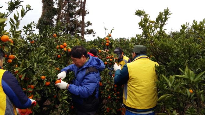 제주도는 내년부터 장애인, 노인, 취약계층의 사회적응과 자립을 위한 제주형 사회적 농업 추진한다. 사진은 감귤 수확 모습. 제주도 제공.