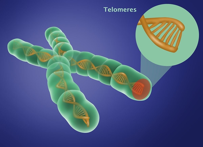 텔로미어. 게티이미지뱅크