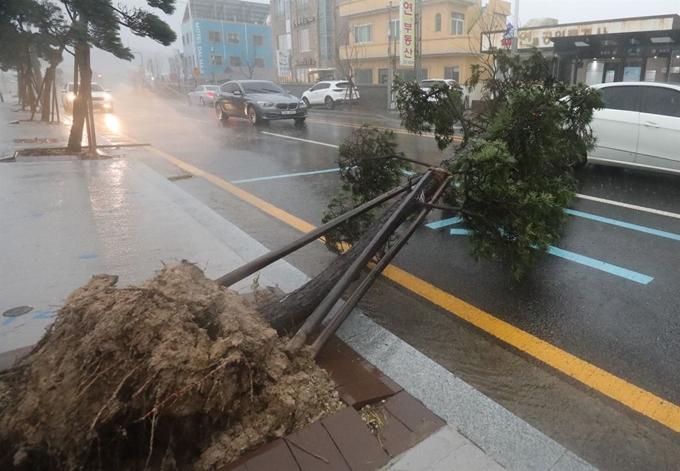 태풍 '타파(TAPAH)'가 북상하며 울산지역에 태풍경보가 발효된 22일 오후 울산시 북구 산하동 한 도로에서 강풍에 가로수가 쓰러져 있다. 뉴스1