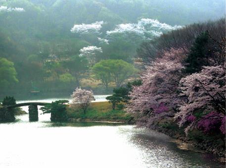 신 용인8경 중 제7경인 가실벚꽃. 용인시 제공