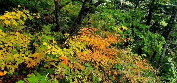 지난 26일 강원도 설악산 등산로 단풍이 붉게 물들고 있다. 국립공원관리공단 설악산사무소는 올해 설악산 단풍은 이번 주말 첫 단풍을 시작으로 10월 중순 절정에 이를 것으로 전망했다. 설악산국립공원사무소 제공