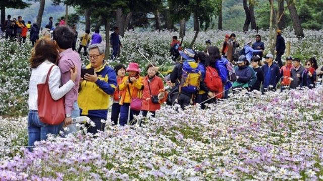 전북 정읍 구절초 꽃축제