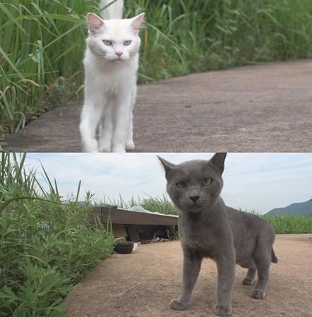 ‘동물농장’ 품종묘 10마리 유기 사건이 공개된다.SBS 제공