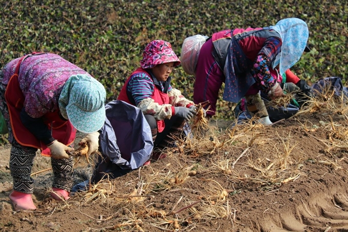 경북 영주의 인삼밭에서는 요즘 12일 개막하는 풍기인삼축제장에서 판매할 풍기인삼 채굴이 시작됐다. 7일 영주시에 따르면 지역 16개 인삼 판매업체가 품질 좋은 수삼확보를 위해 사전 잔류농약검사 등에 합격한 인삼밭의 인삼 캐기에 나섰다. 풍기인삼혁신추진단은 관리관을 인삼 채굴현장에 파견해 확인되지 않는 인삼이 섞이지 않도록 관리하고 있다. 영주시 제공