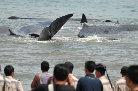 인도네시아 섬 주민들이 몇 년 전 해변 근처에 고립된 고래들을 바라보는 모습. 안타라통신 캡처