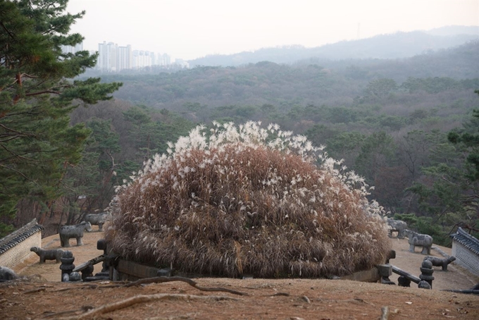 경기 구리 건원릉 능침의 억새 모습. 문화재청 제공