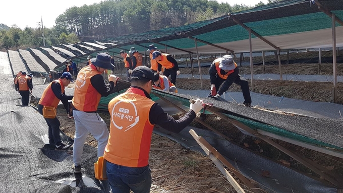 KGC인삼공사 임직원들이 지난 봄 폭설로 피해를 입은 인삼 농가를 찾아 긴급 복구 지원에 나서고 있다. KGC인삼공사 제공