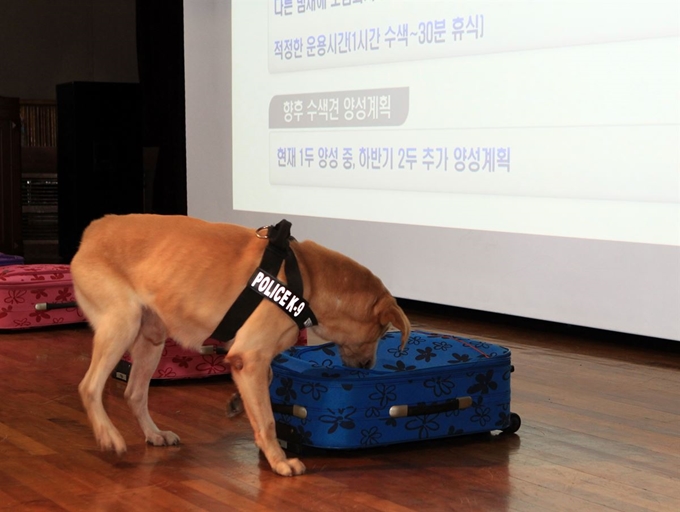 경찰 탐지견이 17일 실종 수색지원 전담부대 발대식이 열린 대구경찰청 강당에서 실종자 수색 시범을 보이고 있다. 대구경찰청 제공