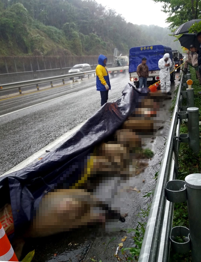 울산시 울주군 온양읍 14호 국도 하철령에서 차에 치여 죽은 멧돼지를 담당 지자체인 울주군 관계자 등이 18일 수습하고 있다. 멧돼지 10마리는 전날 밤 1차로를 따라 이동하다가 승용차에 치였다. 연합뉴스