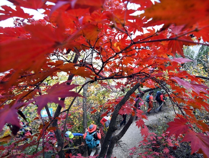 19일 북한산 백운대 아래 단풍이 절정을 이뤄 등산객들이 울긋불긋한 단풍잎 사이로 산을 오르며 가을 정취를 만끽하고 있다.배우한 기자