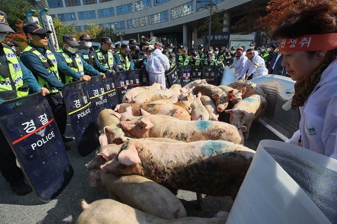 아프리카돼지열병 방역조치로 잔반 사료가 금지되며 도산 위기에 처한 잔반 사용 농민들이 21일 세종시 정부세종청사 농식품부 앞에서 정부의 대책을 요구하며 돼지들과 함께 진입을 시도하고 있다. 연합뉴스