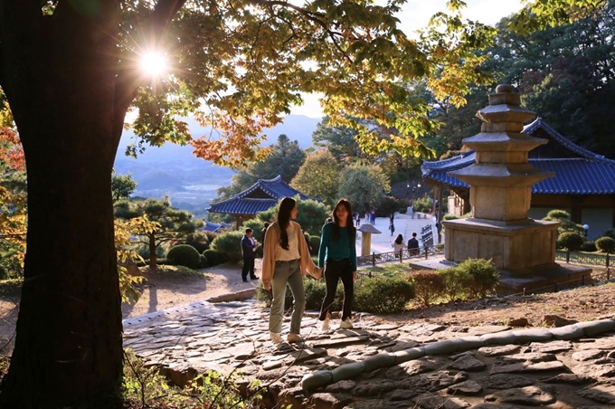 관광객들이 24일 무량수전 배흘림기둥으로 유명한 경북 영주시 부석사를 찾아 단풍이 드는 가을을 만끽하고 있다. 유네스코 세계문화유산인 부석사는 일주문에서 천왕문 사이 500여m가 은행나무길로 유명하다. 은행나무 단풍은 이번 주말부터 절정에 이르기 시작해 다음달 초순까지 이어지며, 매년 이맘때에는 관광객 방문도 최고조를 이룬다. 영주시 제공