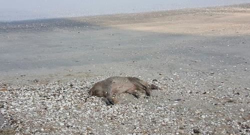 전북 고창군 해안에서 발견된 멧돼지 사체(전북경찰청 제공). 연합뉴스