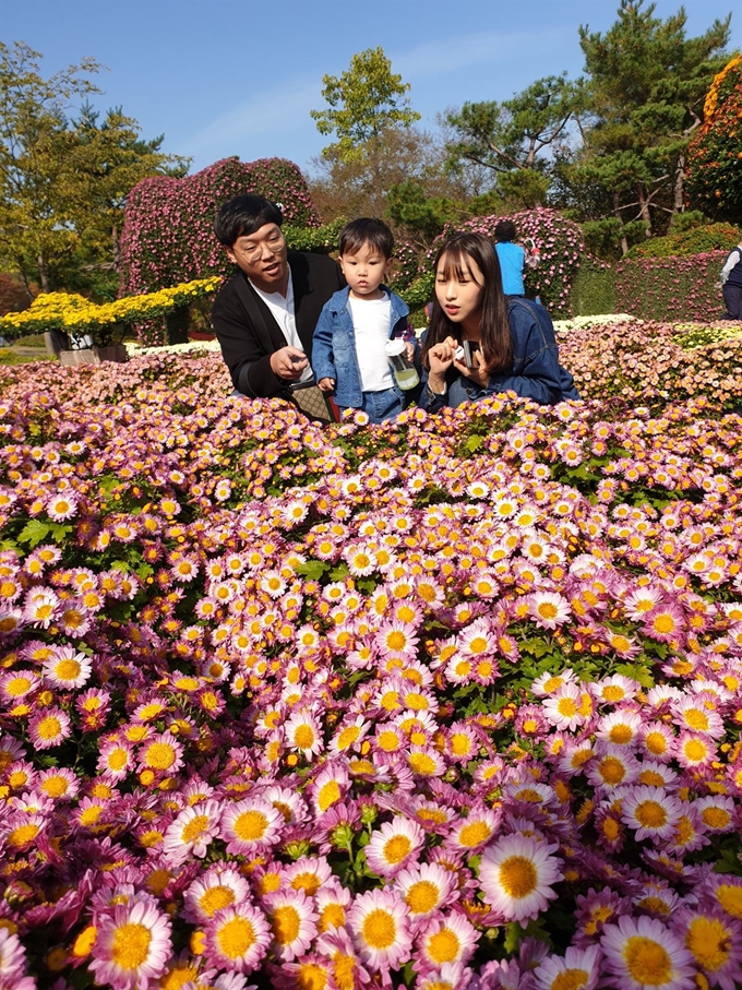 젊은 부부가 28일 3살짜리 아들과 함께 대구 달서구 대구수목원에서 국화를 보며 즐거워 하고 있다. 대구수목원은 이날부터 다음달 14일까지 국화꽃 1만2,000여 송이를 전시하는 '국화전시회'를 열고 있다. 김민규 기자 whitekmg@hankookilbo.com