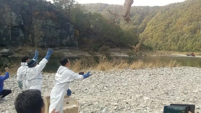 경북 야생동물구조관리센터 관계자들이 29일 안동시 도산면 일원에 수리부엉이 3마리를 자연의 품으로 날려보내고 있다.