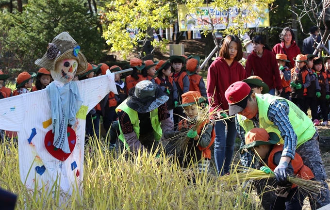 30일 오전 서울 양천구 신트리공원에서 어린이들이 도심 공원의 작은 논에서 자란 벼를 베며 수확체험을 하고 있다. 연합뉴스