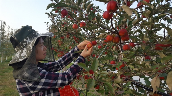 경북 영주시에서만 생산되는 사과품종인 가을스타, 일명 별사과를 수확하고 있다. 영주시 제공