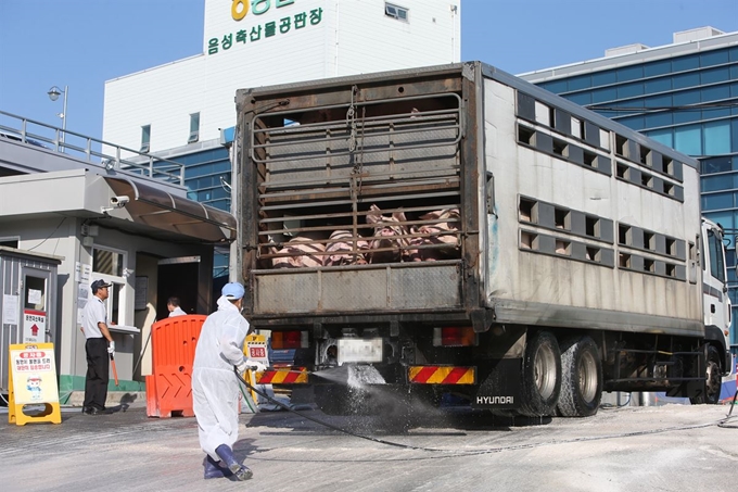 지난 9월 19일 충북 음성군 농협 축산물 공판장에서 직원들이 아프리카돼지열병 예방을 위해 돼지 운반 차량을 소독하고 있다. 음성=연합뉴스