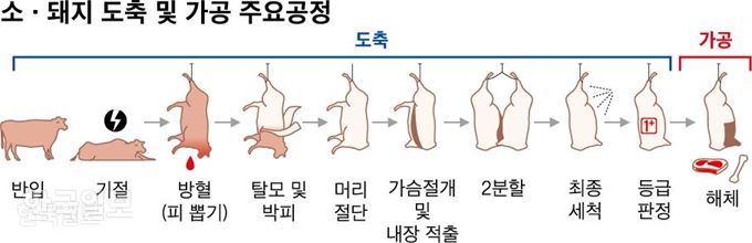 [저작권 한국일보]소 돼지 도축 및 가공 주요공정_신동준 기자/2019-07-21(한국일보)