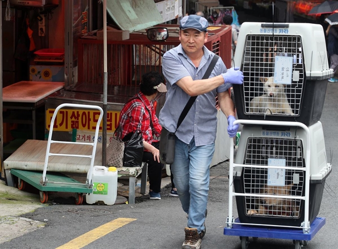 지난 7월1일 구포 개 시장 철거 당시 한 동물보호단체 회원이 철장에서 나온 개들을 이동시키고 있다. 연합뉴스