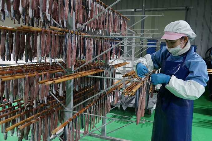 과메기 제조업체인 경북 포항 남양수산 직원이 20일 남구 구룡포읍 병포리 생산공장에서 세척한 꽁치를 대나무 살에 걸고 있다. 김정혜 기자 kjh@hankookilbo.com