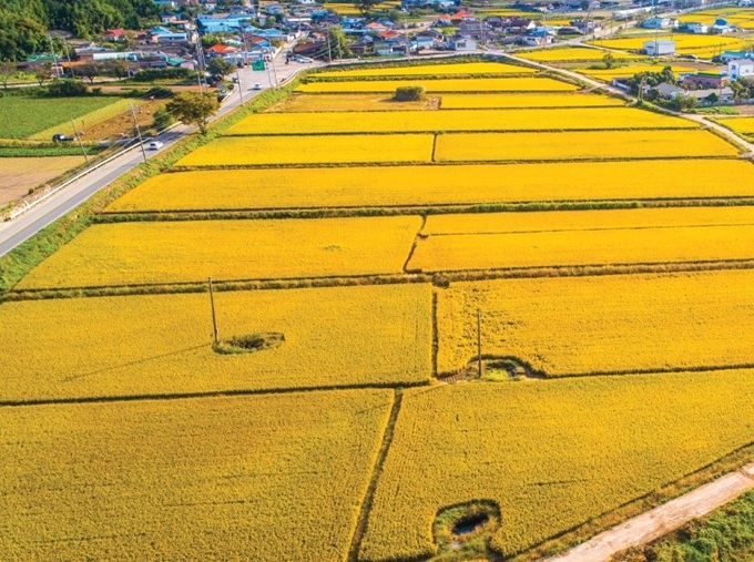 경남 고성군 일대 들녁 곳곳에 조성된 둠벙 전경. 경남도 제공