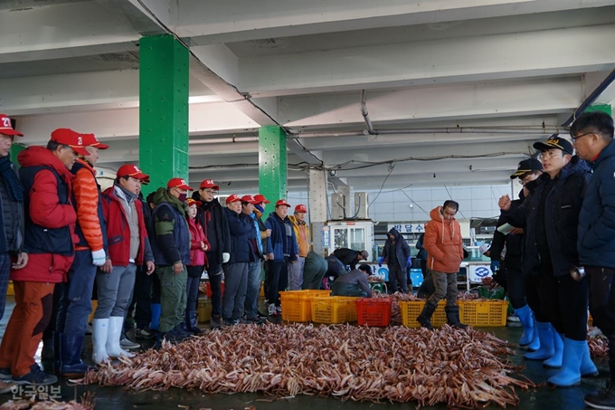 경북 포항 구룡포수산업협동조합(수협) 소속 경매사와 중매인들이 3일 오전 구룡포항 수협위판장에서 동해 연안에서 잡은 대게를 펼쳐놓고 경매에 한창이다. 김정혜 기자 kjh@hankookilbo.com