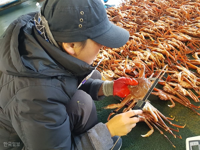 한국수산자원공단 직원이 3일 경북 포항시 남구 구룡포읍 구룡포수협 위판장에서 경매에 오른 대게 길이를 측정하고 있다. 김정혜 기자 kjh@hankookilbo.com