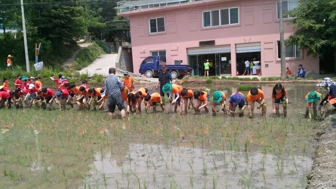 학일마을 모내기 체험. 용인시 제공