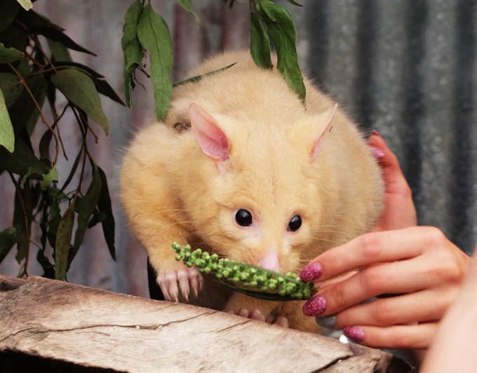 야행성 주머니 여우(포썸, Possum).