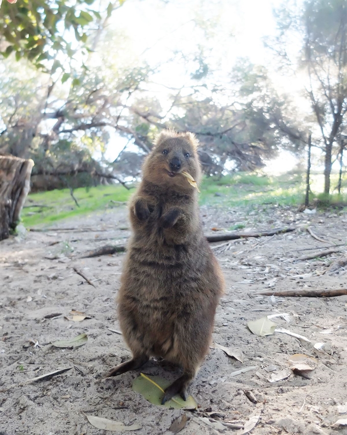 로트네스트 섬의 마스코트인 쿼카(Quokka). 캥거루과다.