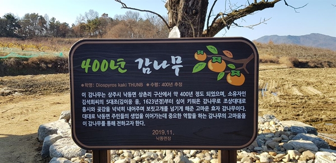 경북 상주시 낙동면 상촌리의 수령 400년된 감나무 보호수 지정. 상주시 제공