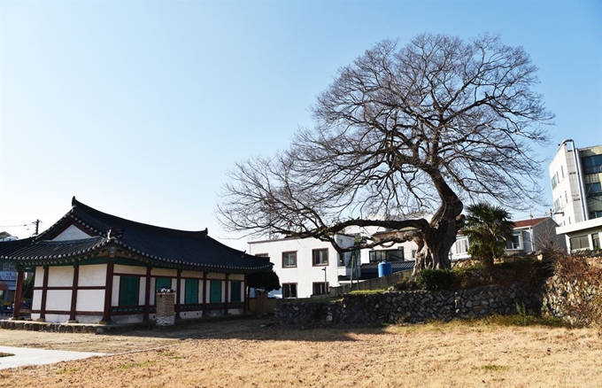 복원한 진해현 관아 객사 뒤편에 400년 된 푸조나무 한 그루가 우아한 수형을 뽐내고 있다.