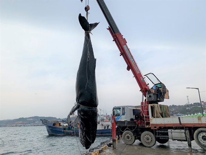 경북 울진 앞바다에서 그물에 걸려 죽은 채로 발견된 혹등고래가 10일 울진 죽변항으로 옮겨지고 있다. 울진해양경찰서 제공