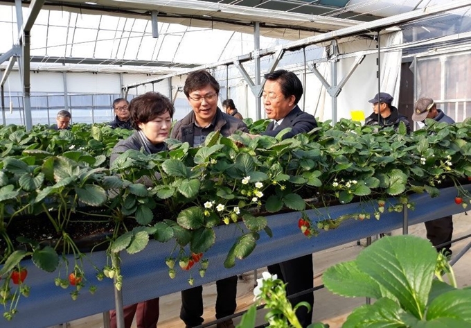 경북도농업기술원이 16일 상주시 청리면 농가에서 딸기 신품종 '알타킹' 현장평가회를 열고 있다. 경북도농업기술원 제공