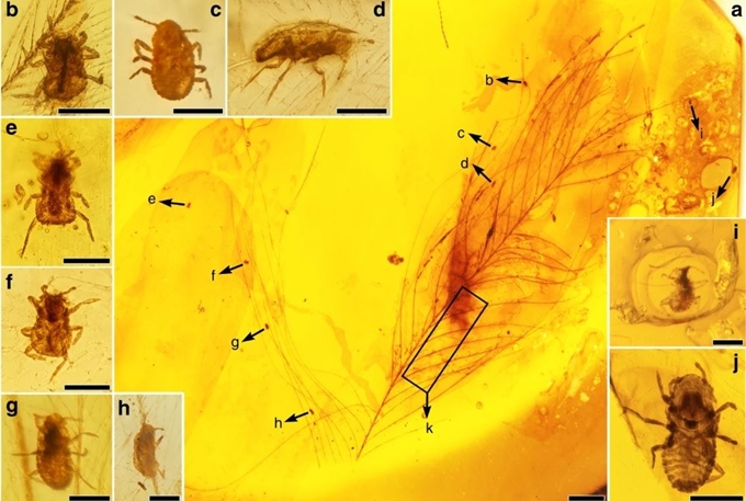 약 9900만년 전 만들어진 호박 속 공룡 깃털에서 새로 발견된 기생곤충 ‘메솝티루스 엥겔리’의 모습. 중국 서우두사범대 제공