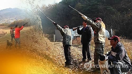 최근 맷돼지 수렵이 늘어나면서 다치는 사례도 빈발하고 있다. 연합뉴스.