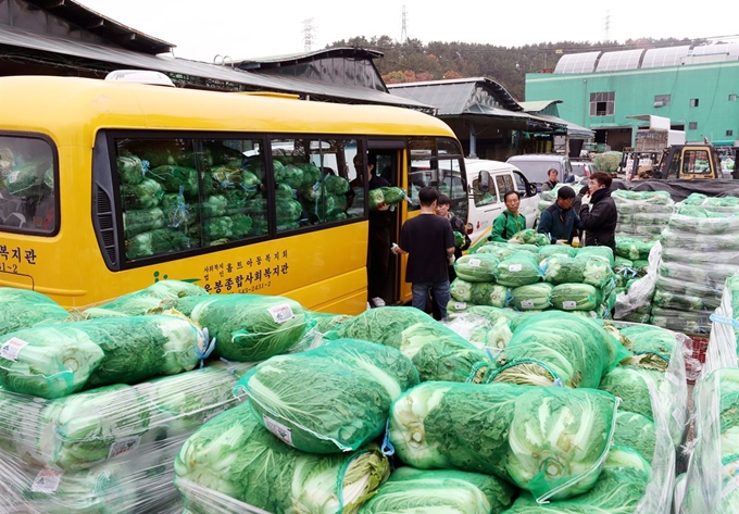 지난달 27일 부산 해운대구 반여농산물도매시장 채소동 앞에서 사회복지관 직원들이 김장배추를 차량에 옮겨 싣고 있다. 연합뉴스