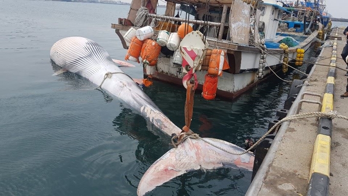 지난 22일 오후 제주시 한림읍 비양도 북서쪽 바다에서 죽은 채로 발견된 15m 길이의 대형고래. 제주해양경찰서 제공.